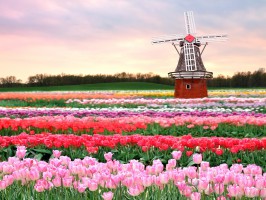 tulips fields near windmill holland spring 266x200 - Turistična ponudba