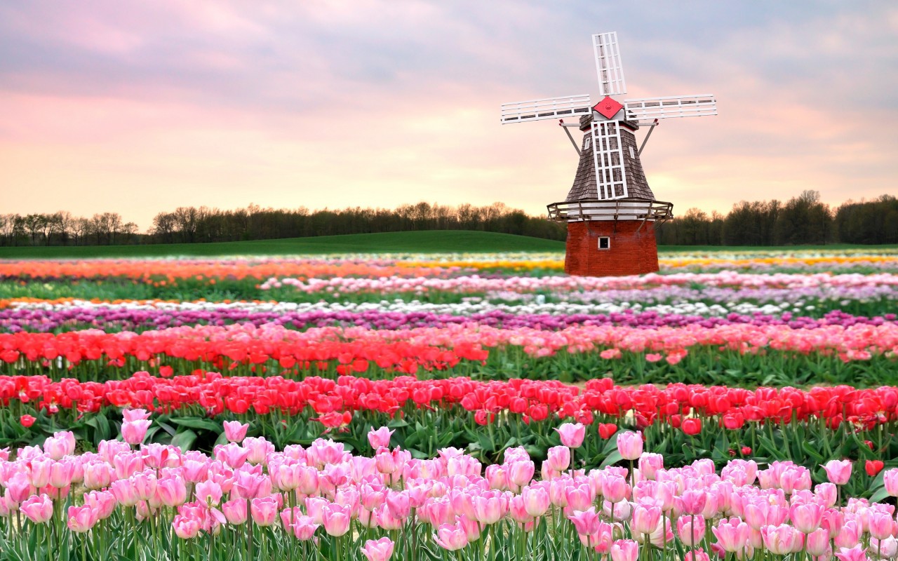 tulips fields near windmill holland spring - NIZOZEMSKA V ZNAMENJU CVETJA