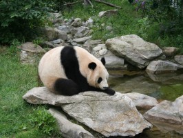 Giant panda at Vienna Zoo 266x200 - Turistična ponudba