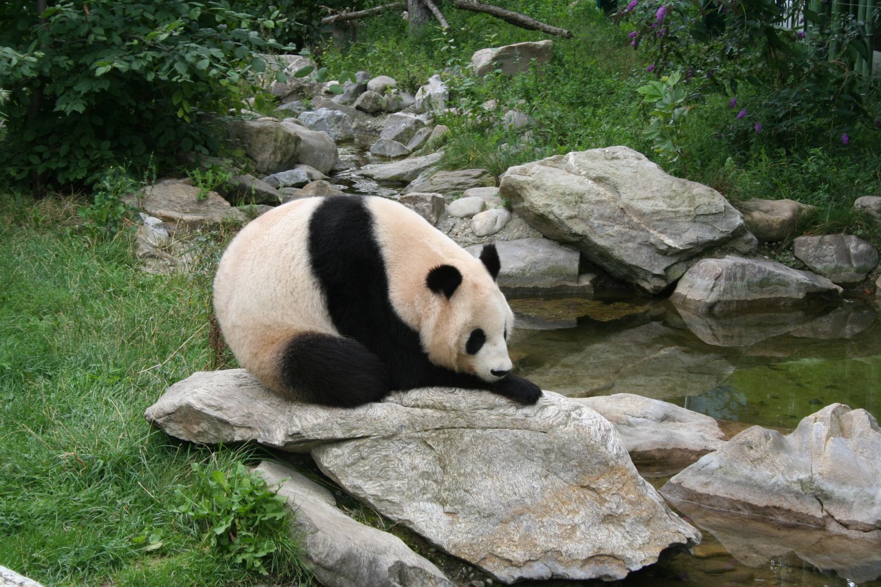 Giant panda at Vienna Zoo - DUNAJ IN ŽIVALSKI VRT