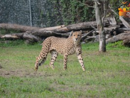 zoo safari verona 266x200 - Turistična ponudba