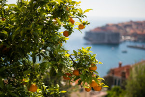 gmandarine11 300x200 - MANDARINE IN JESEN V ČRNI GORI