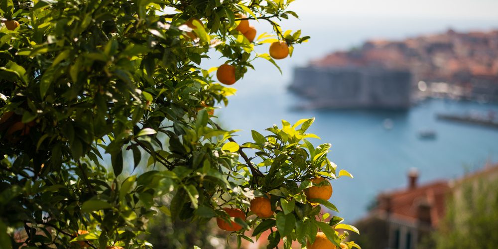 MANDARINE IN JESEN V ČRNI GORI