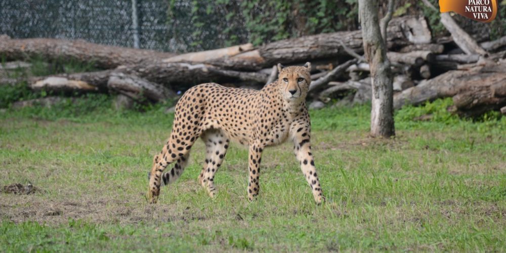 Verona – ZOO safari