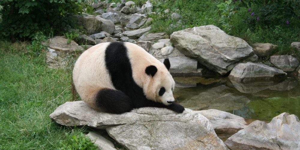 DUNAJ IN ŽIVALSKI VRT